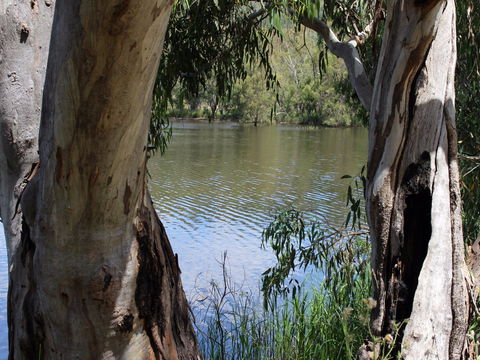 Bumberry Dam - South Australia Travel 2