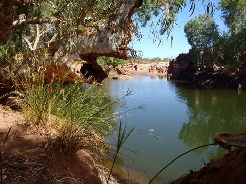 Peedamulla Campground And Cultural Tours - South Australia Travel 1