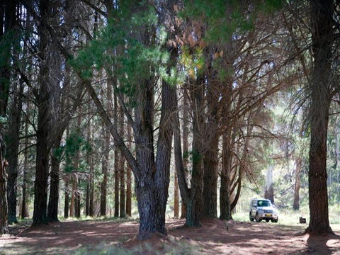 The Pines Campground - South Australia Travel 1