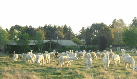 Glenhope Alpacas Self Contained Bb/farmstay - South Australia Travel