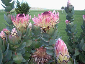 Stargazers - South Australia Travel 3
