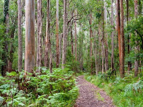 Blue Gum Flat Campground - South Australia Travel 1