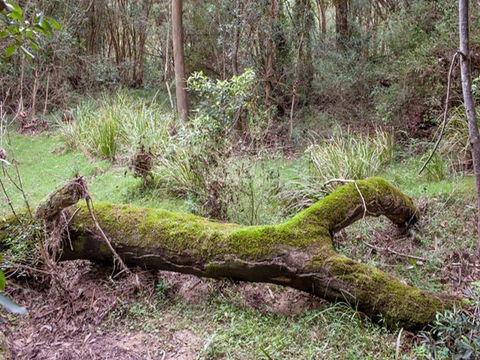 Blue Gum Flat Campground - South Australia Travel 2