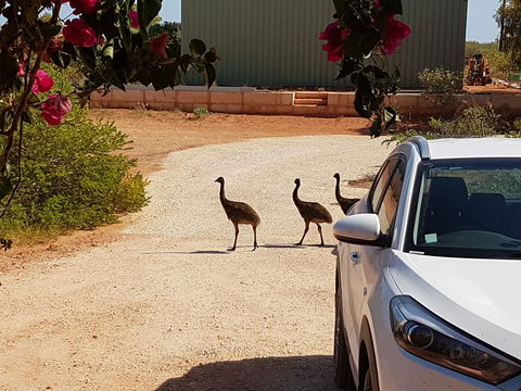 Ningaloo Bed And Breakfast - South Australia Travel 1