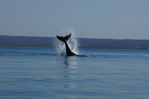 Ningaloo Bed And Breakfast - South Australia Travel 2