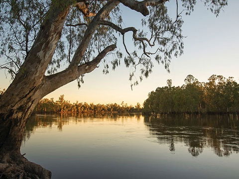 Woperana Campground - South Australia Travel 0