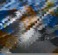 Bimbi Park Camping Under Koalas - South Australia Travel