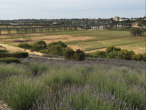 Brayfield Cottage - South Australia Travel 0