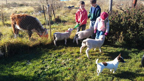 Dairy Park Farm Stay Bed And Breakfast - South Australia Travel 2