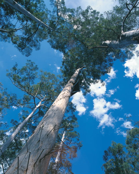 Drafty's Camp At Warren National Park - South Australia Travel 2