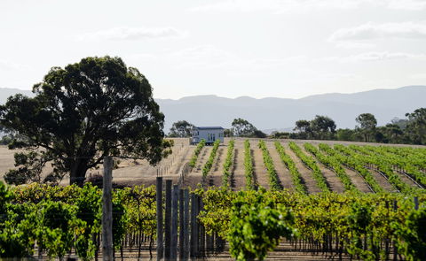 Hounds Run Vineyard - South Australia Travel 1
