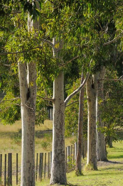Stringybark Cottages - South Australia Travel 0