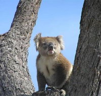 Resthaven Caravan Park - South Australia Travel