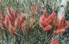 Wartook Gardens - South Australia Travel 2
