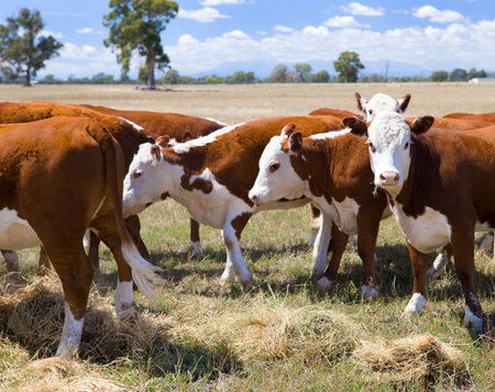 Mount Pleasant Homestead - South Australia Travel 4