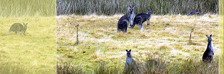 Waterholes Guest House - South Australia Travel 5