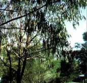 Mallacootas Shady Gully Caravan Park - South Australia Travel