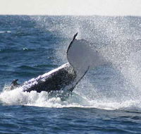 Whale Watching Sydney - South Australia Travel