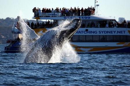 Whale Watching Sydney - South Australia Travel 1