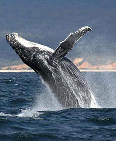 Whale Watching Sydney - South Australia Travel 2