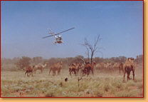 Kings Creek Station - South Australia Travel 2