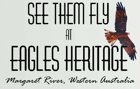 Eagles Heritage Raptor Wildlife Centre - South Australia Travel