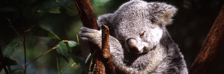 Koala and River Cruise by Mirimar Cruises - South Australia Travel