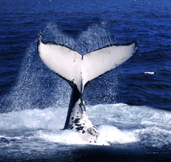 Brisbane Whale Watching - South Australia Travel