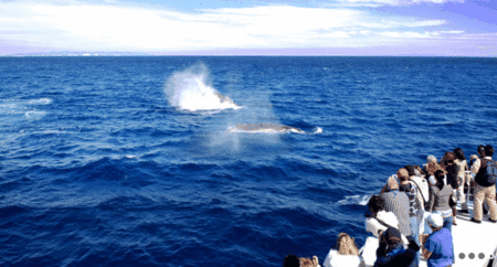 Brisbane Whale Watching - South Australia Travel 1