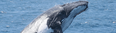 Brisbane Whale Watching - South Australia Travel 2