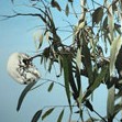 Dianne Tanzer Gallery & Projects - South Australia Travel 1