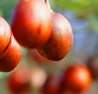Tropical Fruit World - South Australia Travel