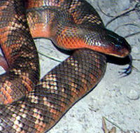 Armadale Reptile  Wildlife Centre - South Australia Travel