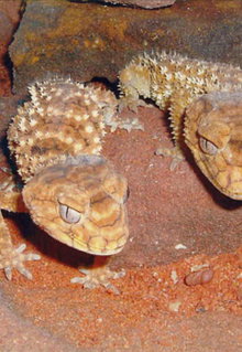 Armadale Reptile & Wildlife Centre - South Australia Travel 1