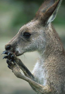 Armadale Reptile & Wildlife Centre - South Australia Travel 2