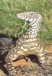 Armadale Reptile & Wildlife Centre - South Australia Travel 3