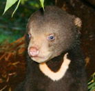Perth Zoo - South Australia Travel