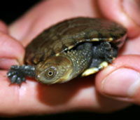 Perth Zoo - South Australia Travel 1