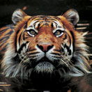 Perth Zoo - South Australia Travel 2