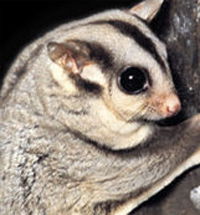 Perth Zoo - South Australia Travel 3