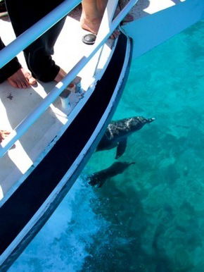 Pelican Charters - South Australia Travel 0