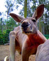 Birdland Animal Park - South Australia Travel 3