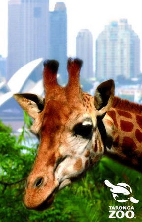 Taronga Zoo - South Australia Travel 3
