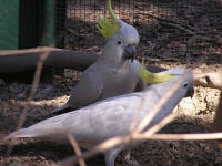 Wirrimbirra Sanctuary - South Australia Travel 1