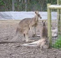 Jirrahlinga Koala  Wildlife Sanctuary - South Australia Travel