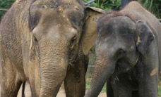 Melbourne Zoo - South Australia Travel 3