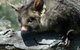 Moonlit Sanctuary Wildlife Conservation Park - thumb 0