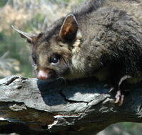 Moonlit Sanctuary Wildlife Conservation Park - South Australia Travel