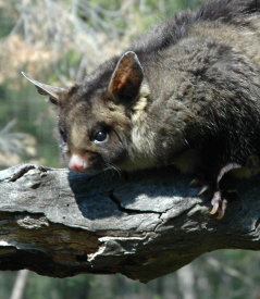 Moonlit Sanctuary Wildlife Conservation Park - South Australia Travel 0