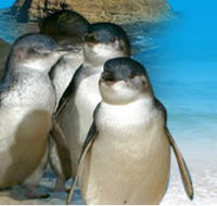 Phillip Island Penguin Parade - South Australia Travel